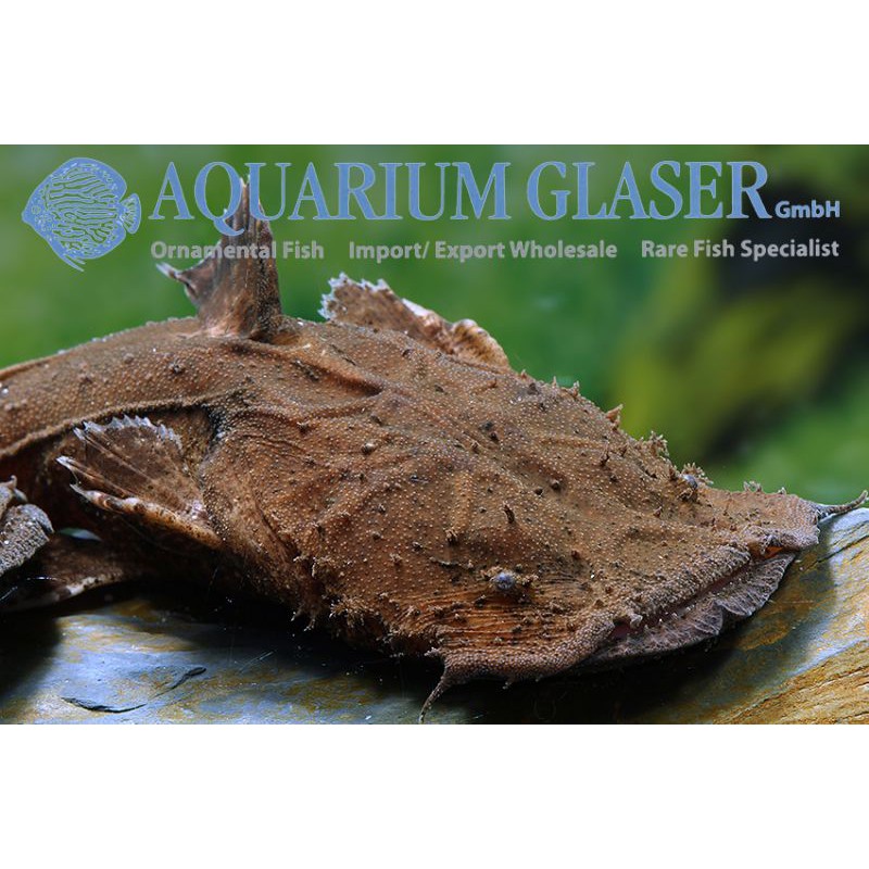 frogmouth catfish / chaca bankanensis