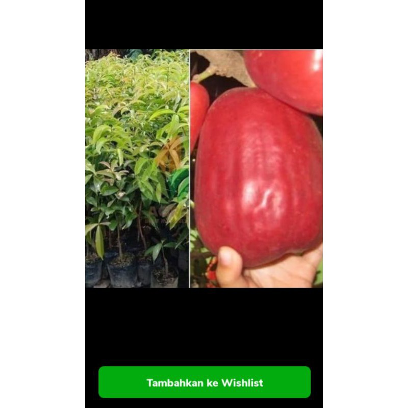 bibit tanaman jambu air jamaika-jambu bol okulasi jaminan asli