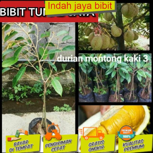 

Bibt durian montong kaki 3 terlaris (BISACOD)