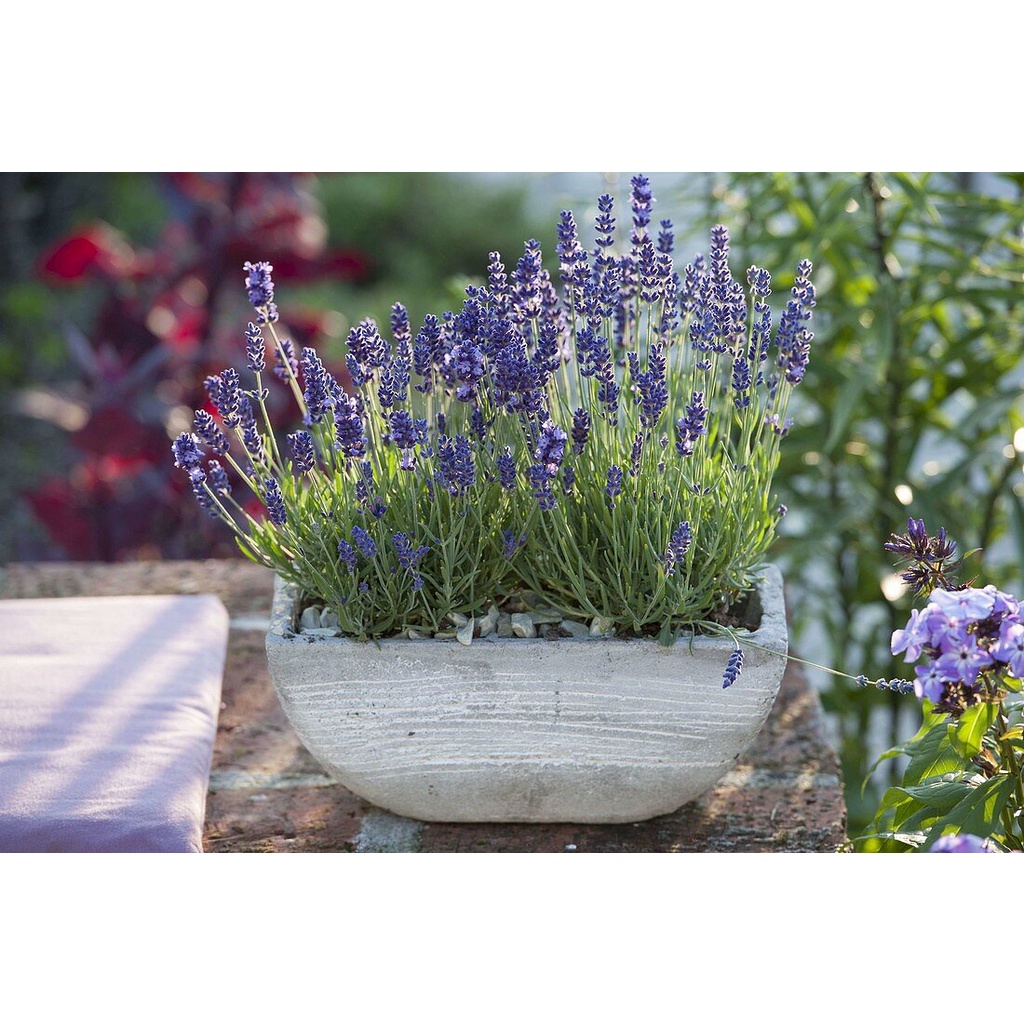 Benih Bibit Biji - Bunga Lavender Hidcote Blue Strain Herb Flower Seeds - IMPORT