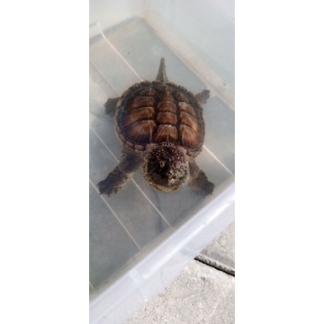 Kura CST Common Snapping Turtle 8 cm Jantan Cerah Gosend / Grab
