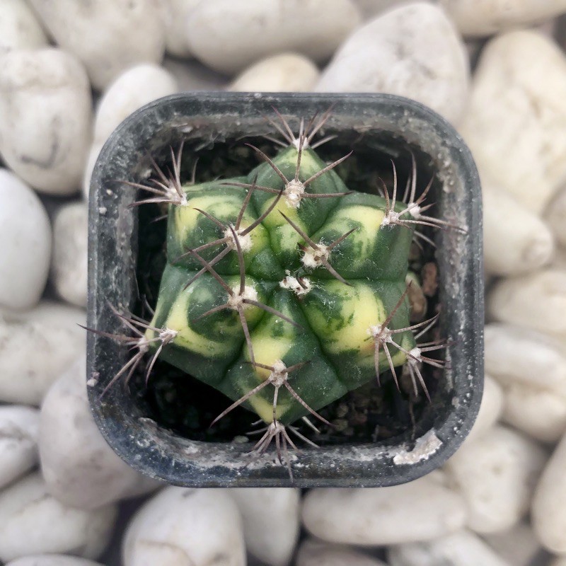 Kaktus Gymno Miha Yellow