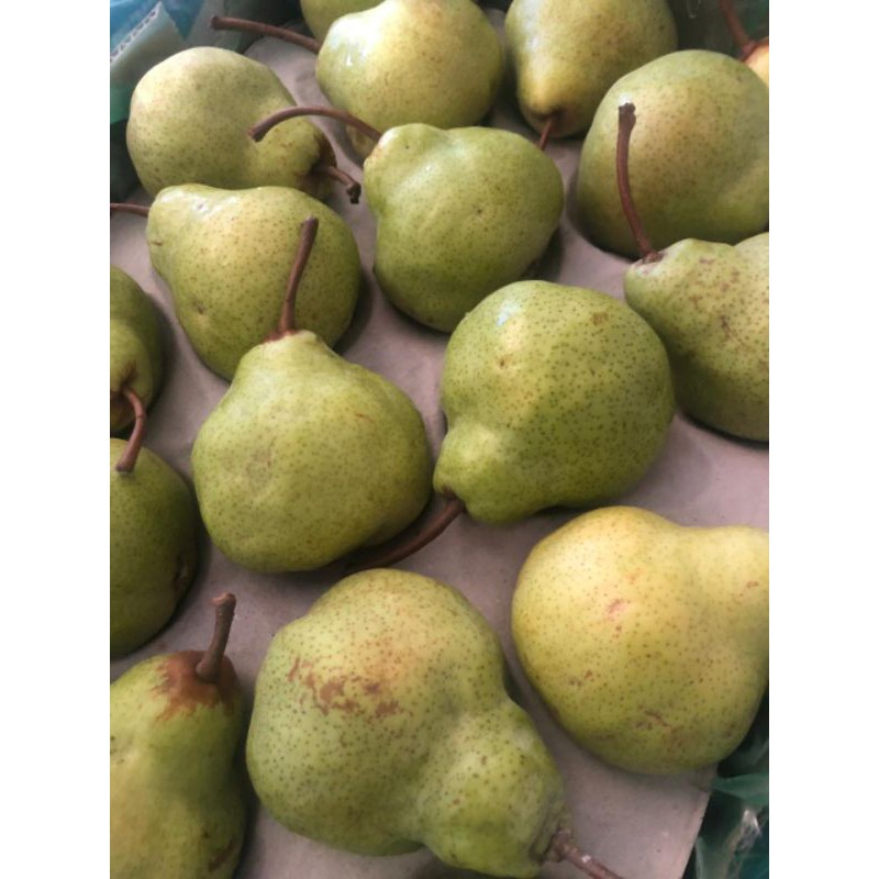 

Buah Pear Packham Hijau