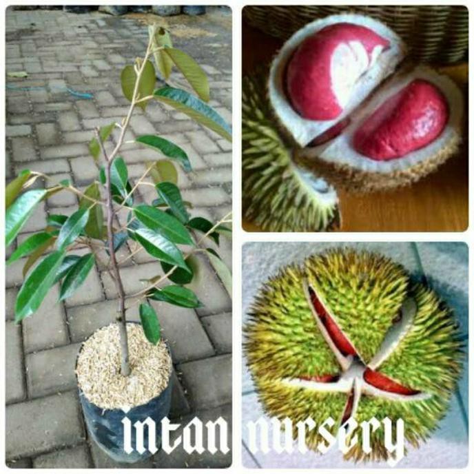 Asli Bibit Tanaman Buah Durian Merah