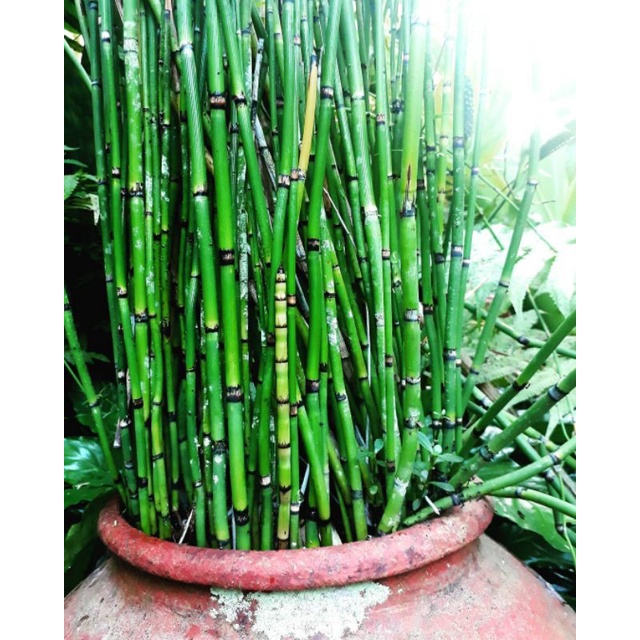 bambu air. tanaman air. bunga hias