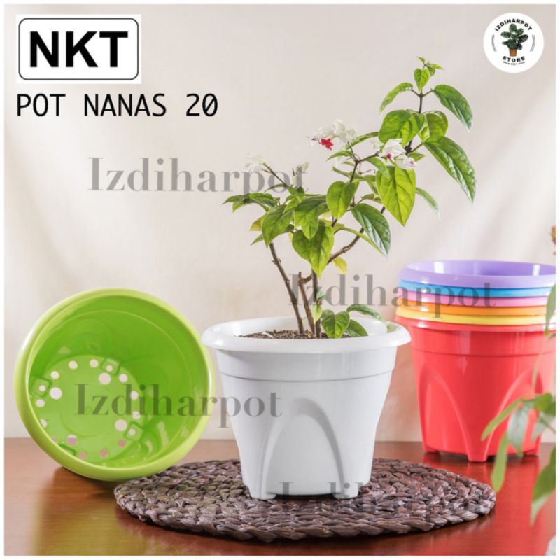 pot bunga tanaman nkt nanas 20 warna warni - NKT NANAS