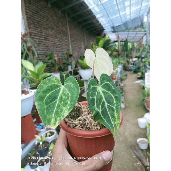 Anthurium Clarinervium Variegata