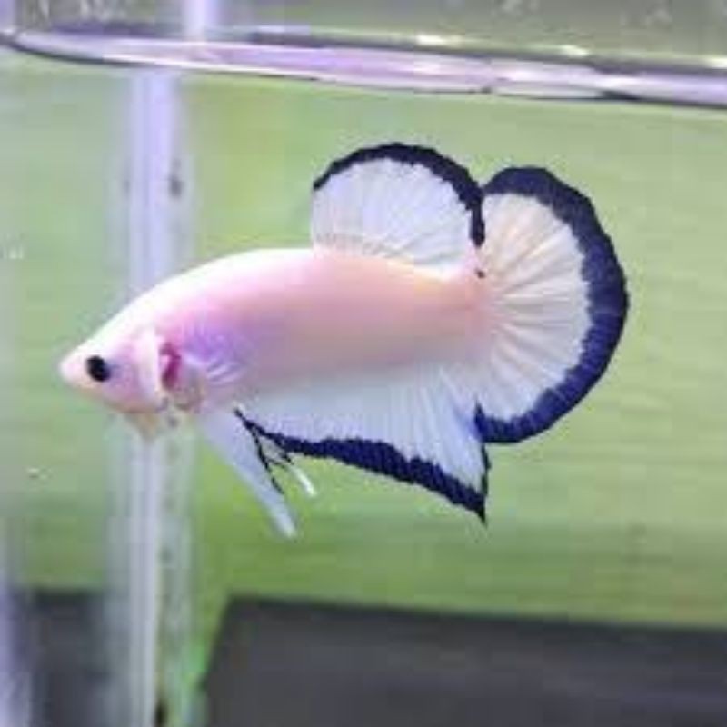 

ikan cupang Blue rim