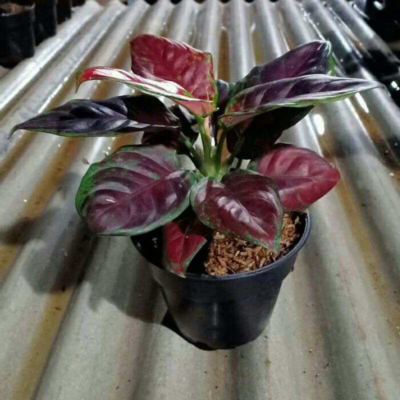 Tanaman Hias Aglonema Black Maroon- jual aglonema - ABR⠀⠀⠀⠀⠀    _