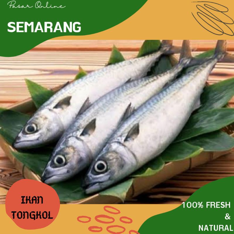 

Ikan Tongkol / Ikan Segar / Ikan Fresh / Ikan Hasil Laut / Bergizi / Makanan Sehat Semarang / Murah