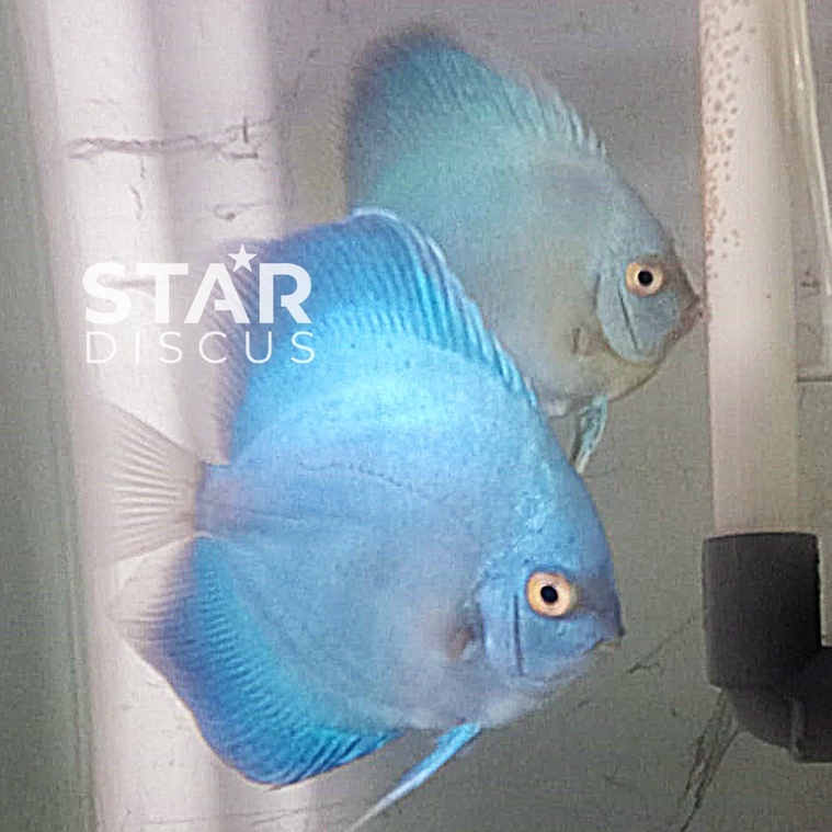 Discus Pasangan (pair) Blue Diamond 4 inch & Blue Scorpion Snake 4 inch (-)