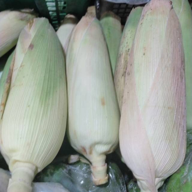 

JAGUNG MANIS