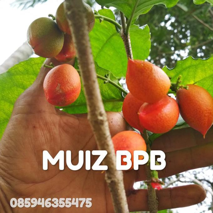 

TERLARIS BIBIT KACANG AMAZON/ PEANUT BUTTER FRUIT