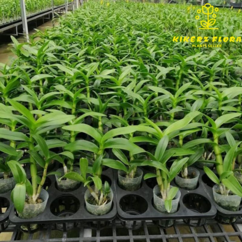 PROMO!!!12 PAKET TANAMAN HIAS DENDROBIUM ANGGREK MURAH