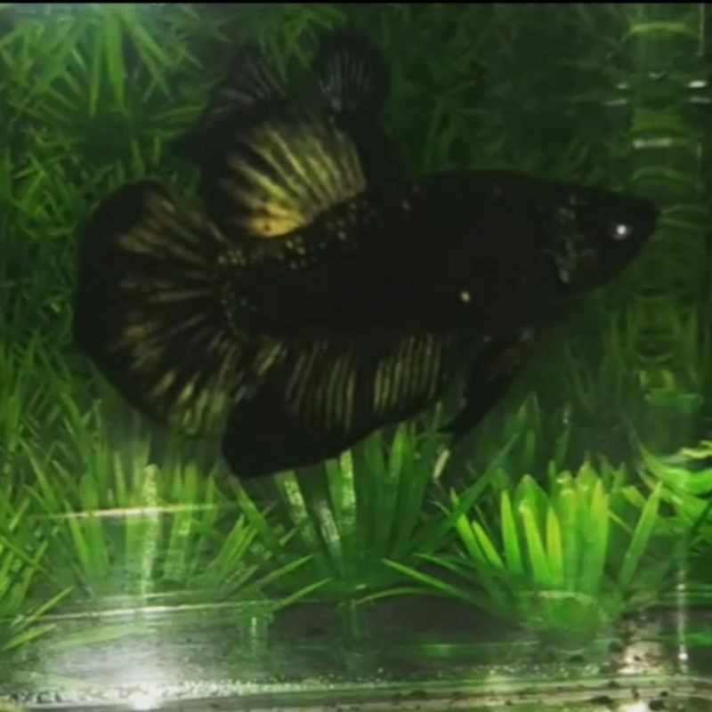 Cupang Avatar Gordon Cooper Top Grade Murmer