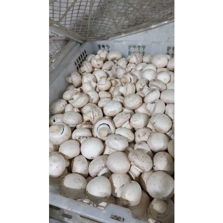 

Jamur kancing / jamur champignon