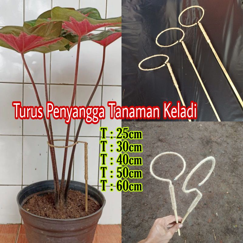 Turus Penyangga Tanaman Hias Keladi/Alocasia/Anthurium/Turus Bulat/Ajir Tanaman Caladium