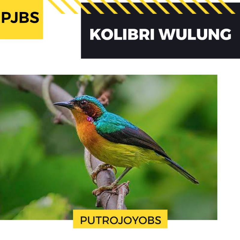 760+ Gambar Burung Kolibri Merak HD
