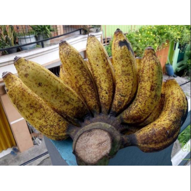 

PISANG RAJA SEREH