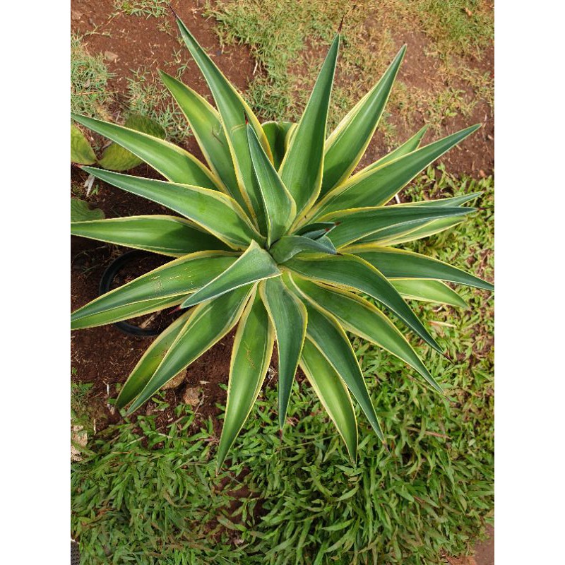 Bibit Agave | Tanaman Hias Agave Bibit