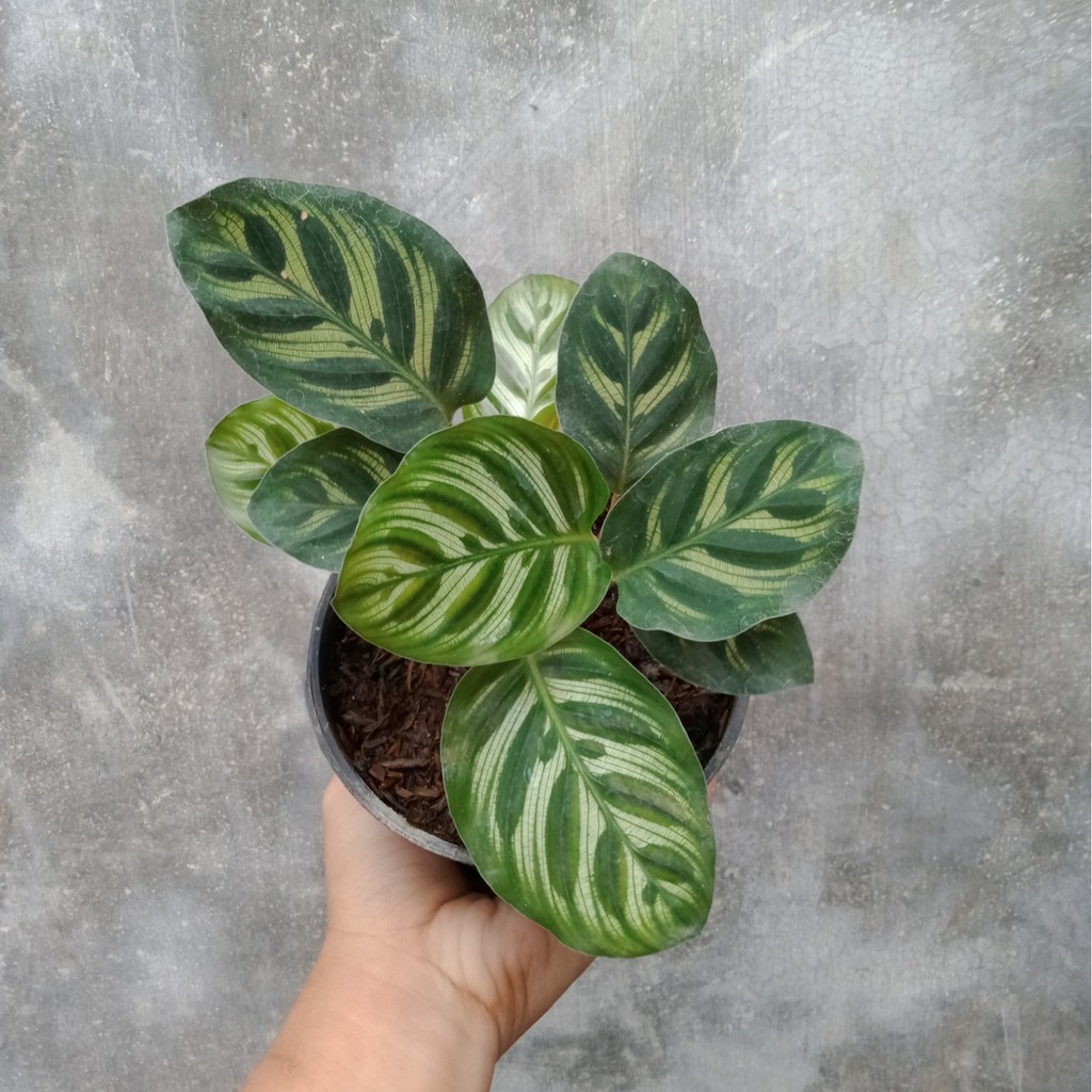 Tanaman Hias Bunga Kalatea Calathea Makoyana Cantik Murah Berkualitas