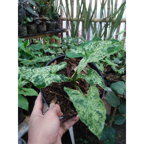 SYNGONIUM MOJITO