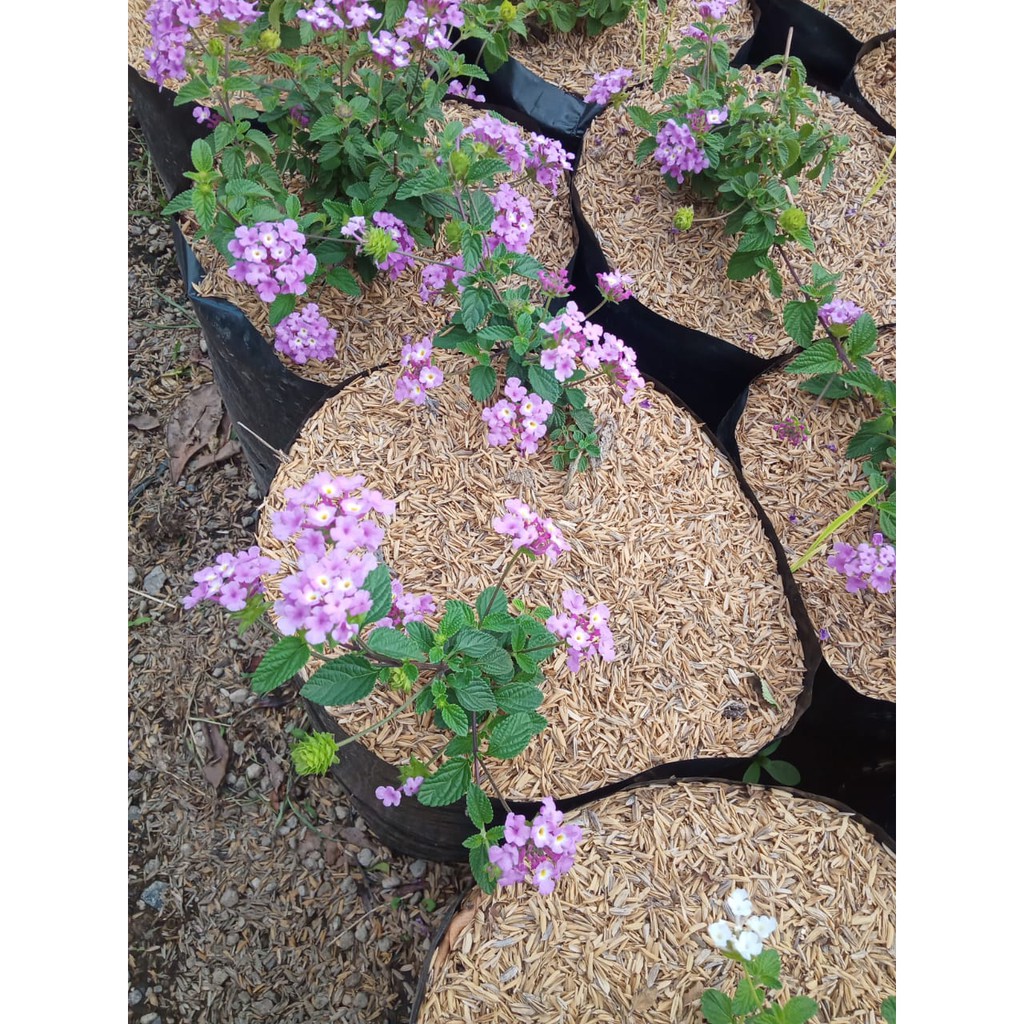 

Lantana