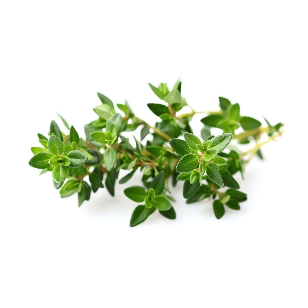 Benih Bibit Biji - Daun Thyme Timi Herb Seeds - IMPORT