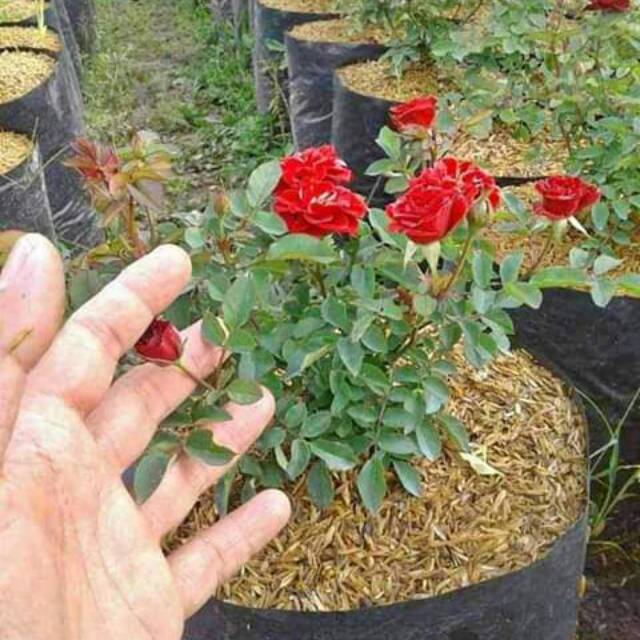 Bibit mawar mini kecil terlaris.