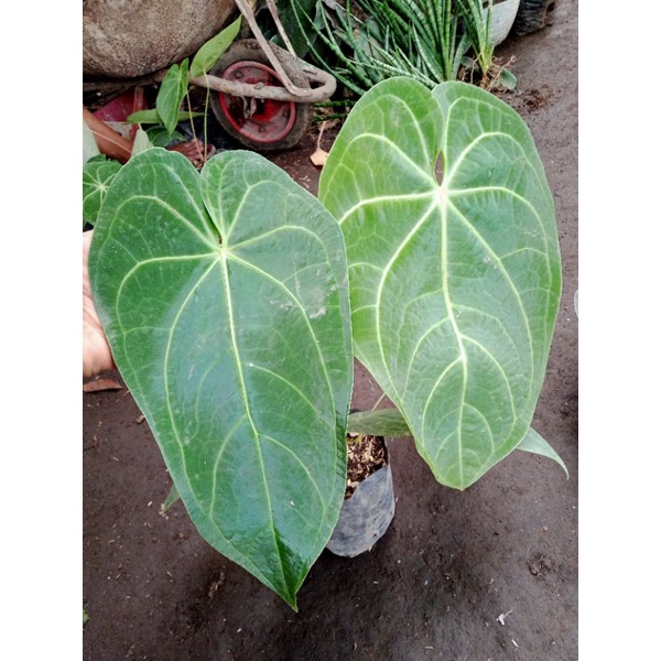 Anthurium Magnifhycum Verde