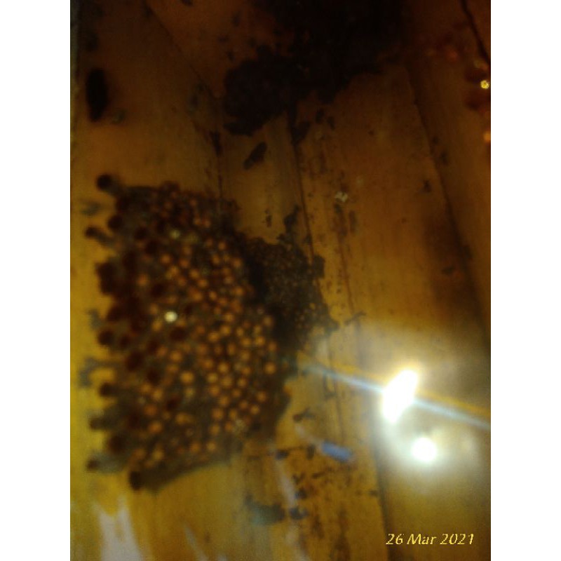 lebah klanceng/trigona