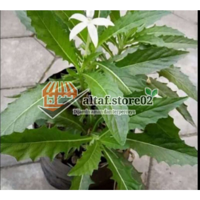 

Bibit Kitolod (HERBAL) beli 2 gratis 1 |Pohon Herbal Kitolod |Bunga Kitolod Kesehatan Mata