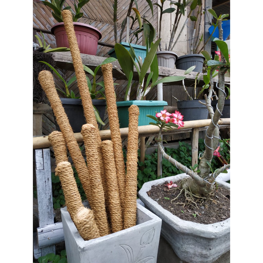 turus tanaman rambat 50cm