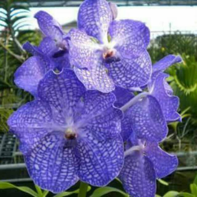 Anggrek Vanda Biru Hybrid Remaja Shopee Indonesia