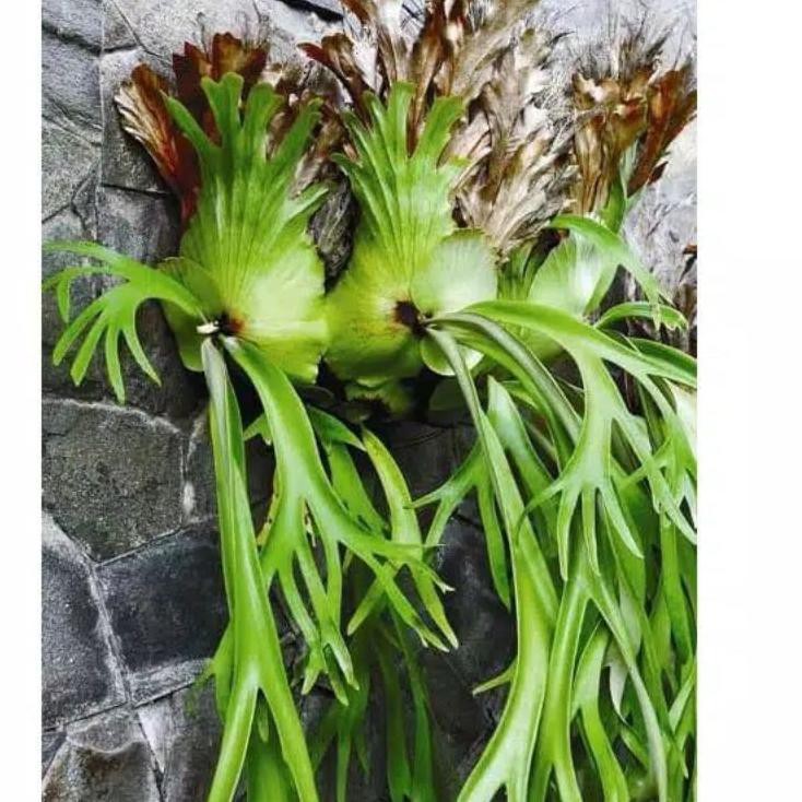 Grosir Resmi kadaka tanduk rusa kadaka jumbo