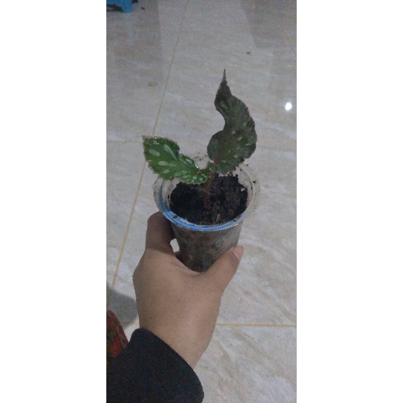 begonia polkadot sp borneo