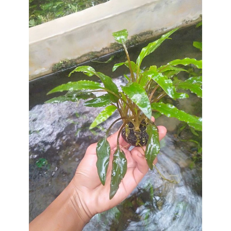 cryptocoryne media wabikusa