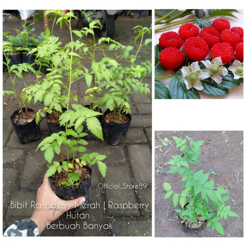 

BIBIT TANAMAN BUAH ARBEN HUTAN/ARBEI MERAH/RASPBERRY