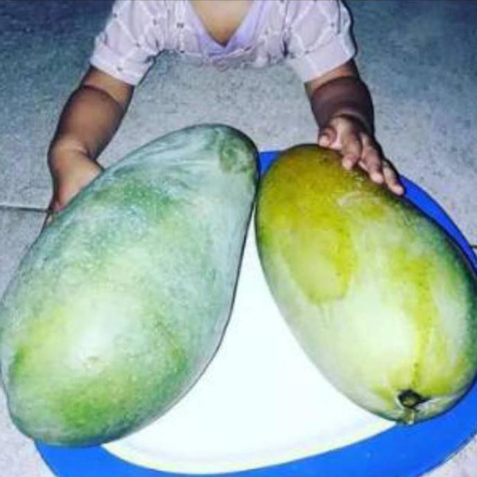 Bibit Buah Mangga Kiojay