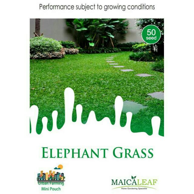 Bibit benih RUMPUT GAJAH 1pack (rumput taman)