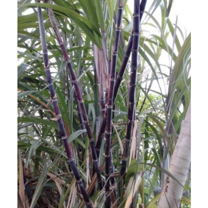 Bibit tebu hitam/tebu ireng 1 meter