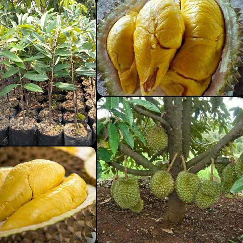 Bibit Tabulampot Durian Super Genjah