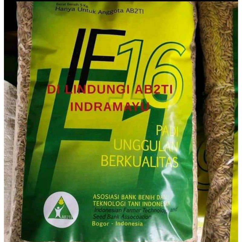 benih unggul IF 16 AB2TI 5kg