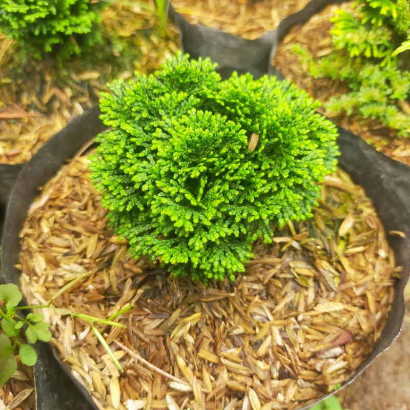 tanaman Cemara inoki hijau