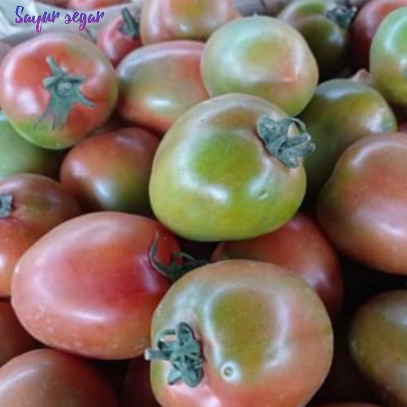 

Tomat segar/fresh 1kg