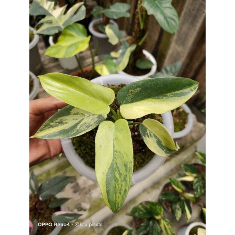 philodendron violin variegata