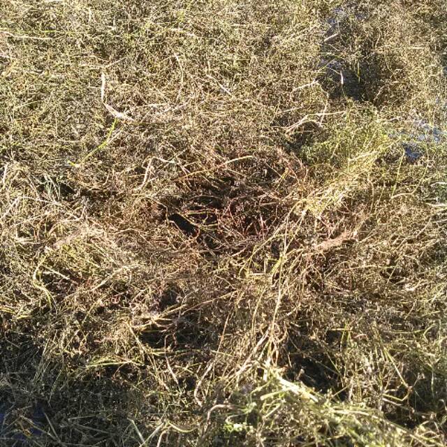 

RUMPUT MUTIARA KERING 1 KG