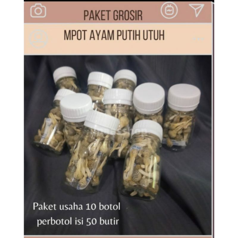 MPOT PUTIH ORIGINAL//MPOT AYAM PUTIH//PAKET USAHA 10 BOTOL (isi 50 utuh)