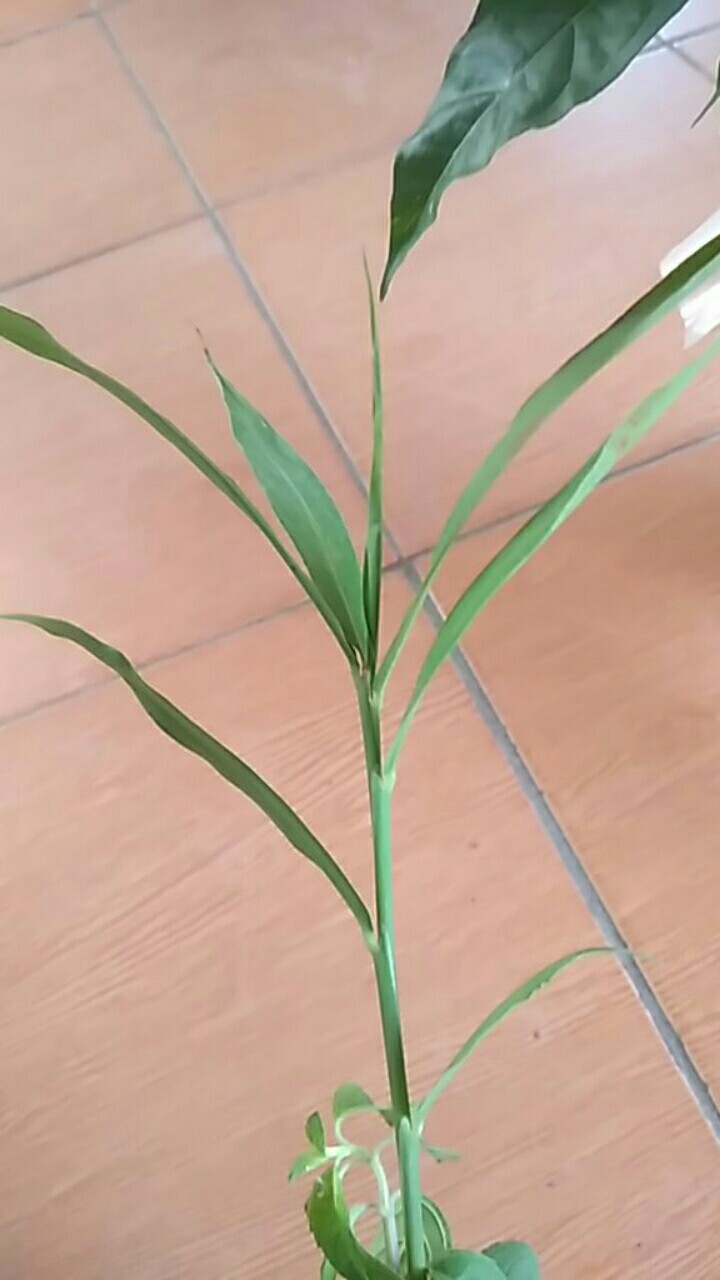 Bibit Jahe Merah /bibit Jahe Merah Supermurah