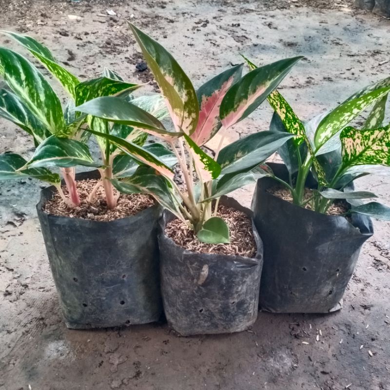 bunga aglaonema paket 3 pot